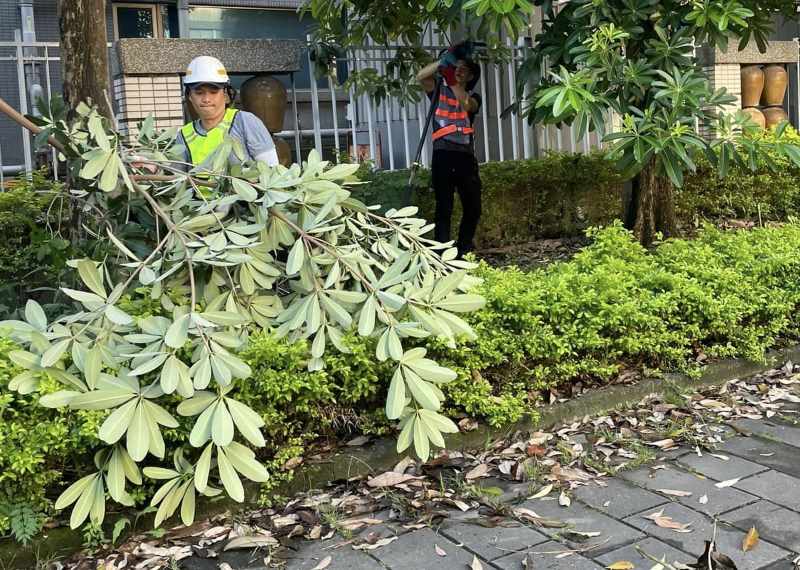 cắt tỉa cây xanh