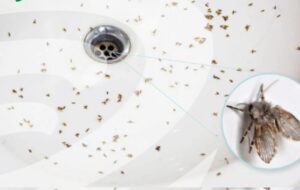 cach-diet-ruoi-cong-trong-nha-ve-sinh