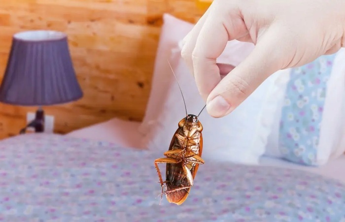 Cách khử mùi gián trên quần áo