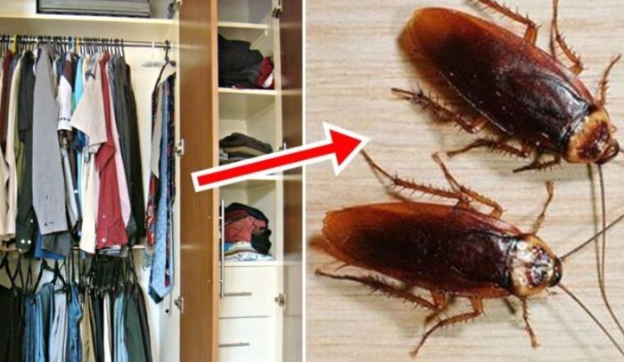 Cách khử mùi gián trên quần áo hiệu quả triệt để