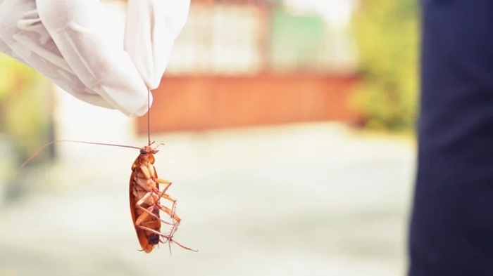 Cách khử mùi gián trên quần áo hiệu quả triệt để